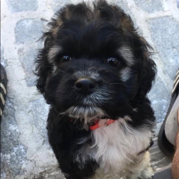 Meet your Posher, Kerrie - Picture 2 of 2